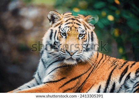 Siberian tiger (Panthera tigris tigris), Amur tiger (Panthera tigris altaica) in the forest Royalty-Free Stock Photo #2413305391