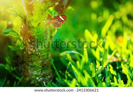 Beautiful butterfly outdoors, gorgeous insect sitting on the tree in the garden in bright sunny day, beauty of wild nature
