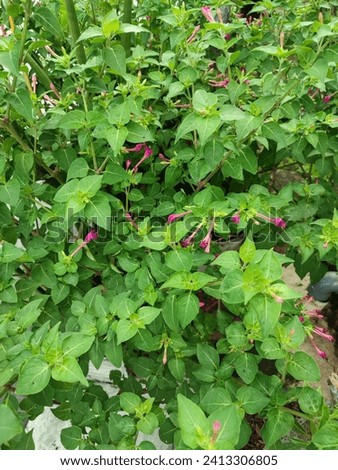 Mirabilis Jalapa suitable for outdoor plant