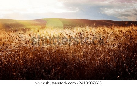 Beautiful landscape of golden dry wheat field in bright sunny day, amazing nature of countryside, autumn harvest season in Tuscany, Italy, Europe..