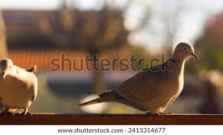 Close view of cute turtle doves, on a wooden barrier