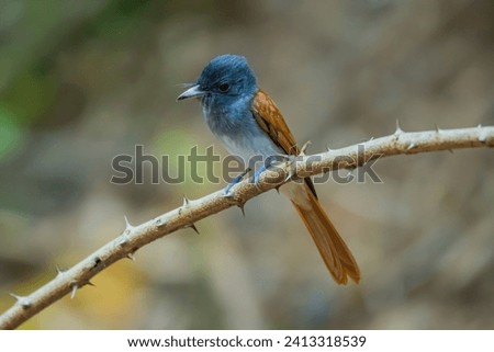 The Asian Paradise Flycatcher in nature of Thailand.