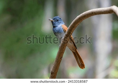 The Asian Paradise Flycatcher in nature of Thailand.