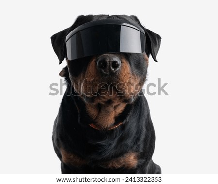 adorable rottweiler dog with cool sunglasses sitting and looking forward on white background