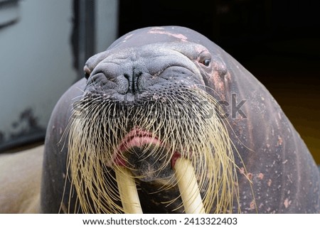 Close-Up of a Walrus with Whiskers Blowing in the Wind