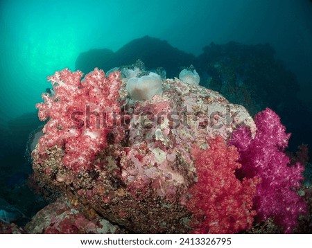 Branching Dendronephthya hemprichi Coral. Invertebrate Marine Animals - Alcyonacea Soft Corals in phylum Cnidaria Octocorals under tropical warm water of Indo Pacific Ocean. Colored in Pink Red White