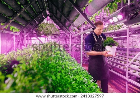Male worker in apron holds box with fresh organic basil on background of vertical hydroponic lettuce farm, led violet lights. Royalty-Free Stock Photo #2413327597