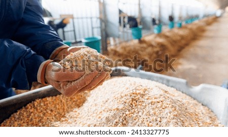 Farmer holding organic mixture food of corn and wheat and giving them to cows in barn farm. Royalty-Free Stock Photo #2413327775