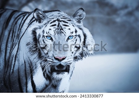 Blue eyes white tiger photography, exotic wild cat in nature, wildlife photograph images for desktop wallpaper, animal pictures for projects Royalty-Free Stock Photo #2413330877
