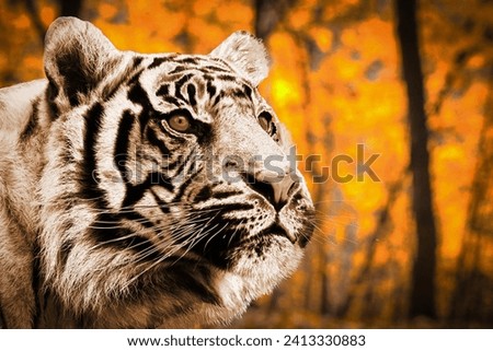 White tiger photography, exotic wild cat in nature, wildlife photograph images for desktop wallpaper, animal pictures for projects