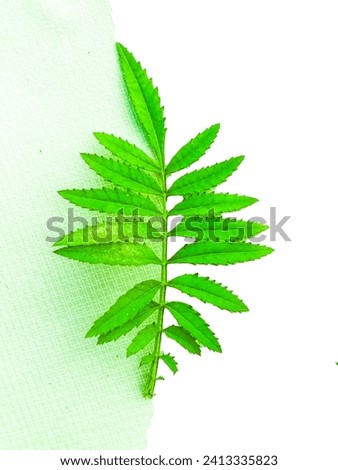 sad barga leaf, green leaf nice looking and cool background picture love icon for man woman 