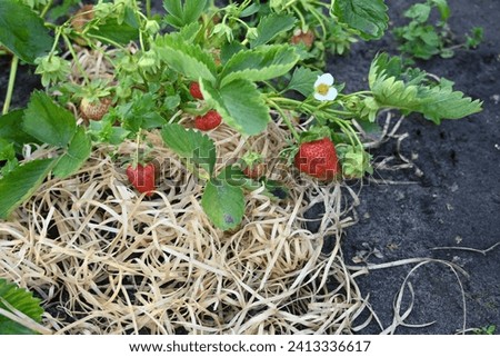 red strawberries in an organic field 