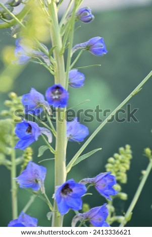 blue delphinium flowers on a green background, delphinium branches in the garden lit by bright sunlight, garden flowers, sunny garden after rain, garden flowers lit by sun after rain