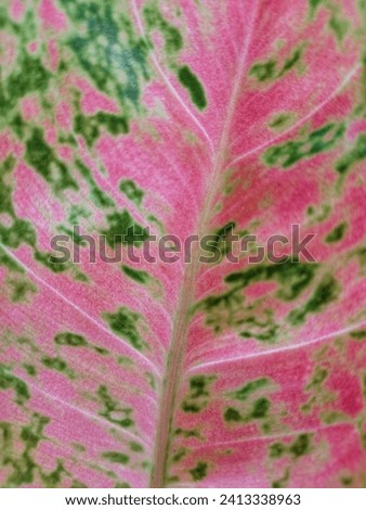 Full frame of fresh leaf of Aglaonema Pink Lady. Background and texture.