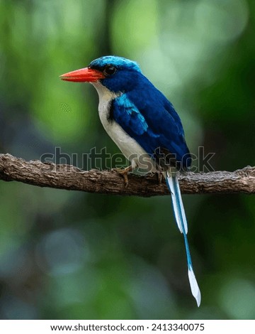 Common paradise-kingfisher (Tanysiptera galatea), also known as the Galatea paradise kingfisher and the racquet-tailed kingfisher, observed in Waigeo in West Papua, Indonesia Royalty-Free Stock Photo #2413340075