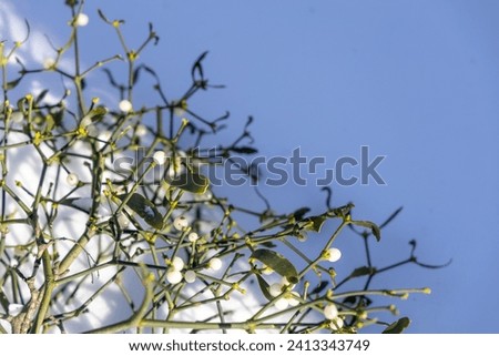 Branches of green mistletoe in the snow