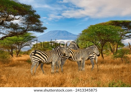 Zebra and Mount Kilimanjaro in Amboseli National Park Royalty-Free Stock Photo #2413345875