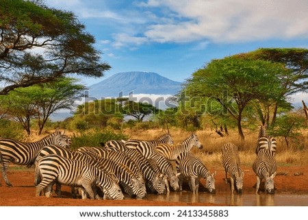 Zebra and Mount Kilimanjaro in Amboseli National Park