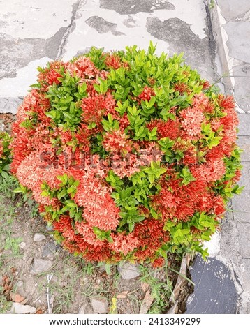 soka or ixora coccinea is a type of ornamental plant with a variety of flower colors.