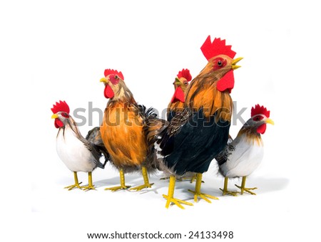 Easter decation. Five roosters on a white background