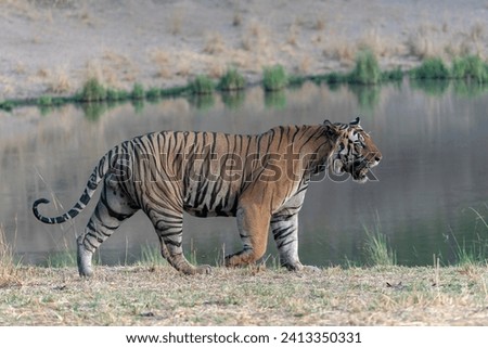 Tiger, Bengal Tiger (Panthera tigris Tigris), walking near a lake in Bandhavgarh National Park in India.                      Royalty-Free Stock Photo #2413350331