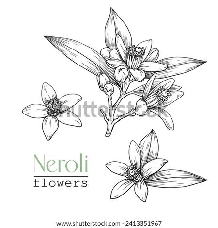 Set Blooming twig and flowers Neroli. Citrus flowers branch. Hand drawn vector botanical illustration. Cosmetic, perfumery  medicinal plant Royalty-Free Stock Photo #2413351967