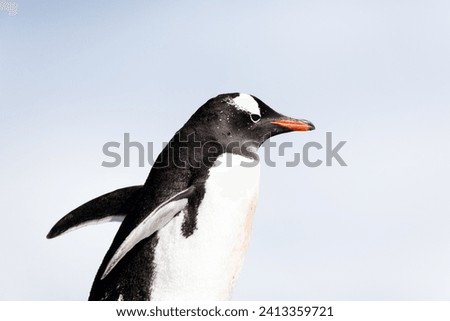 Penguins colony in Antarctica Peninsula