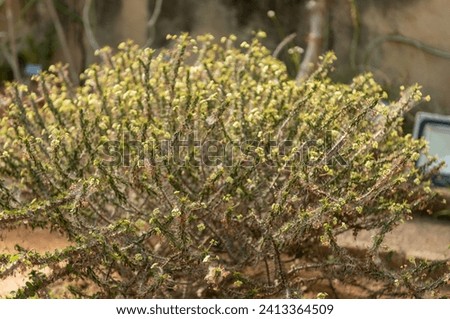 Euphorbia Sp. Native From Madagascar On Blurred Background Royalty-Free Stock Photo #2413364509