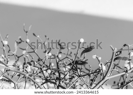 Branches of mistletoe in the snow