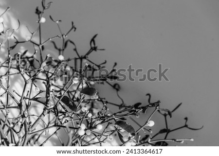 Branches of mistletoe in the snow