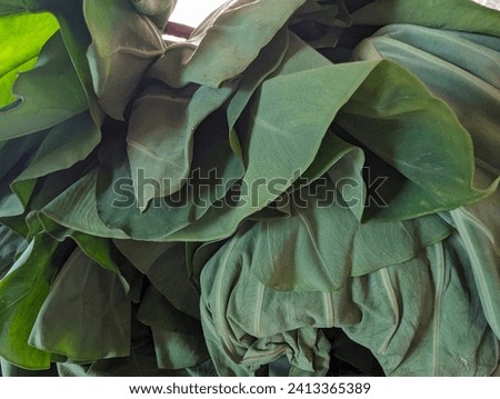 Dasheen bush bhagi leaves which were grown and harvested from an agricultural field in Bejucal, Trinidad and Tobago.
