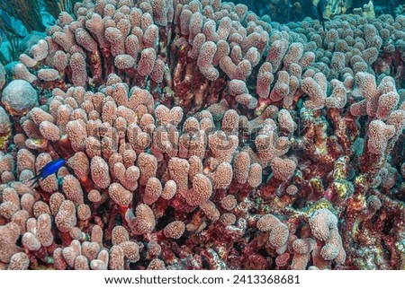 Porites porites, commonly known as hump coral or finger coral, is a species of stony coral  Royalty-Free Stock Photo #2413368681