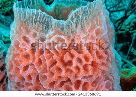 Brittle stars, serpent stars, or ophiuroids are echinoderms in the class Ophiuroidea,  Royalty-Free Stock Photo #2413368691