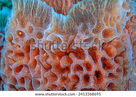 Brittle stars, serpent stars, or ophiuroids are echinoderms in the class Ophiuroidea,  Royalty-Free Stock Photo #2413368695