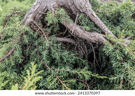 Northern landscapes. Common juniper, dwarf, squat, frost-resistant. Green floral background.