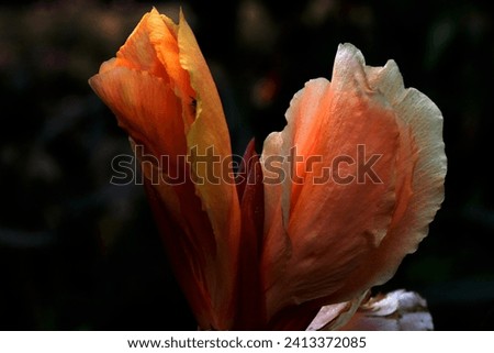A close-up of Canna Lily flower. 