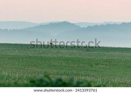 Roe deer grazing in a field in the morning fog before sunrise