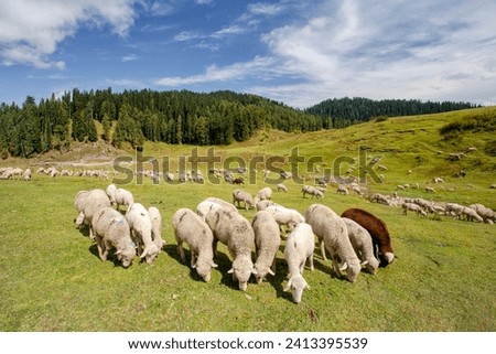 The image of sheep grazing in the mountains of Gulmarg paints a tranquil and scenic picture.