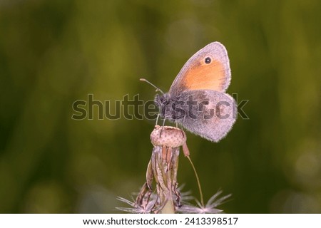 The small heath (Coenonympha pamphilus) is a butterfly species belonging to the family Nymphalidae Royalty-Free Stock Photo #2413398517