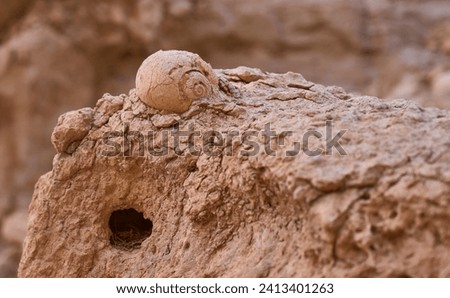 Gastropod fossil found in the Massive Eilat Nature Reserve in the southern Israel. A snail fossil, the most common type of gastropod fossils. Royalty-Free Stock Photo #2413401263