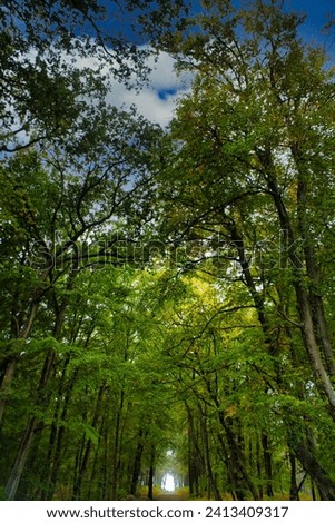 View into the treetop of a deciduous forest. Photo from a nature park on the Darss. Landscape photograph