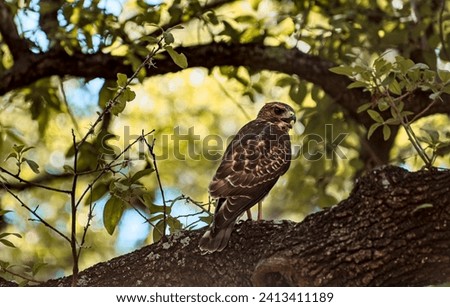 Cooper's hawk in an oak tree. Royalty-Free Stock Photo #2413411189