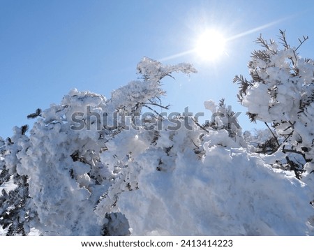 
Snow-covered pine tree on a mountaintop, silhouetted against a clear blue sky.