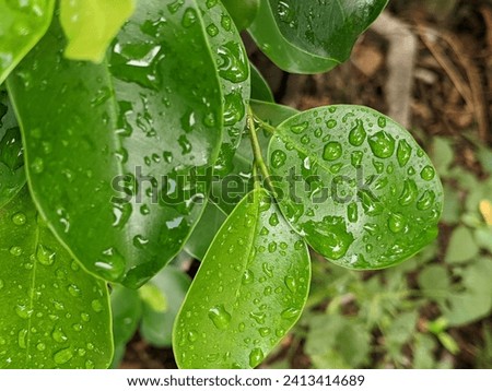 green leaf texture in village