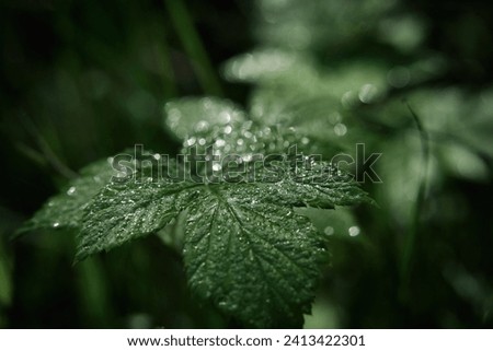 LEAVES - Wet dew morning in the forest
