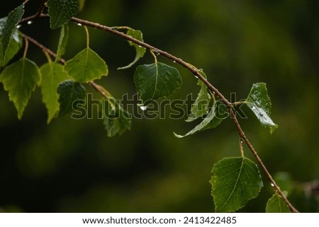 LEAVES - Wet dew morning in the birch forest