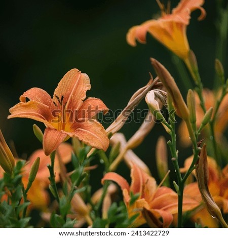 IRISIES - Garden with blooming flowers