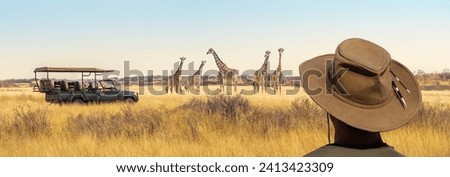 Panoramic landscape with herd of giraffes, safari game drive vehicle and a tourist on a hat in front. Group of the African Giraffe in savanna, nature park for watch of wild animals in Namibia, Africa. Royalty-Free Stock Photo #2413423309