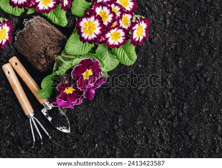 Garden background. Primula flowers and gardening tools on soil background, top view, copy space Royalty-Free Stock Photo #2413423587