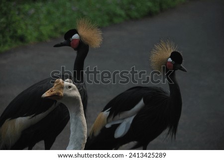 Portrait photo of The Gray Crowned Crane bird and white duck